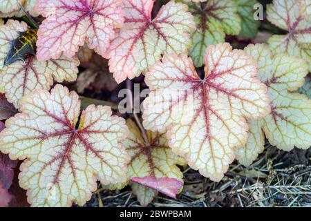 Korallenglocken Heucherella Honigrose Stockfoto