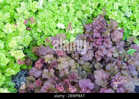 Coral Bells Heuchera „Cherry Cola“ Mixed Heuchera „Lime Marmlade“ Stockfoto