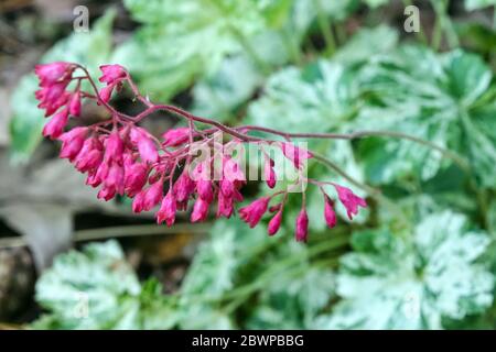 Coral Bells Heuchera Snow Angel Blume Stockfoto