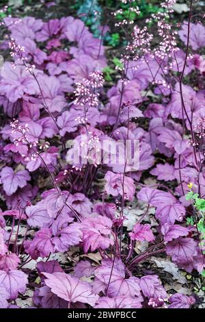 Heuchera „Georgia Pflaume“ Heucheras Lila Heuchera Blätter Stockfoto