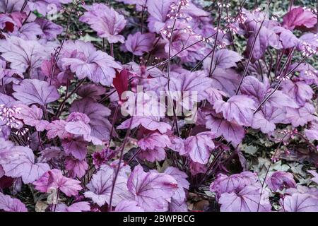 Lila Blätter Heuchera „Georgia Pflaume“ Heucheras lila Heuchera Blätter Stockfoto