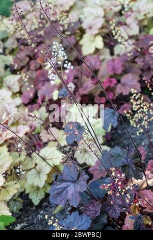 Schaumige Glocken Heucherella „Honey Rose“ Blume Stockfoto