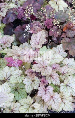 Coral Bells Heucherella „Honey Rose“ Stockfoto