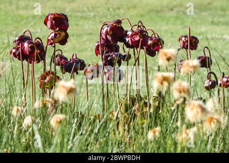 Gemeinsame Pitcher Pflanze Sarracenia purpurea subsp. Purpurea Stockfoto