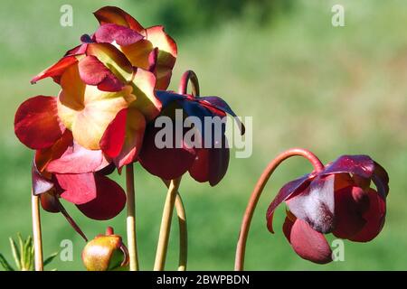 Gemeinsame Pitcher Pflanze Sarracenia purpurea subsp. Purpurea Stockfoto