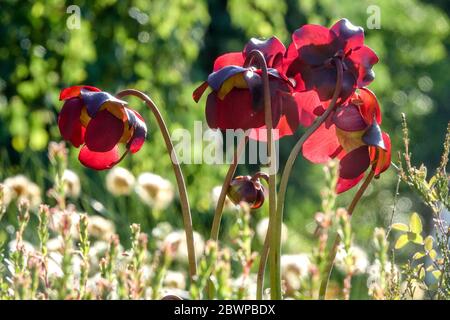 Gewöhnliche Pitcher-Pflanze Sarracenia purpurea subsp. Purpurea Torfmoor Pflanzen Torfmoos blüht Stockfoto