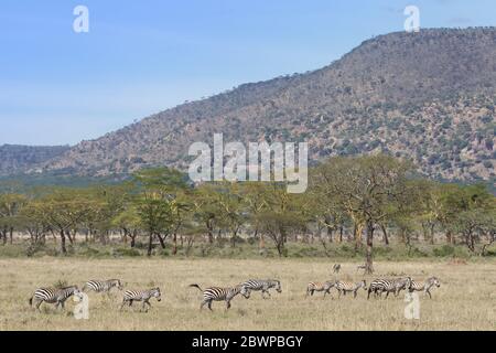 Zebraherde bewegt sich durch ein offenes Gebiet im Serengeti Nationalpark Tansania Stockfoto