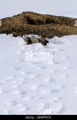 Der schwarze Prairie Dog (Cynomys ludovicianus) verfolgt im Schnee und führt zu seinem Bau, Aurora Colorado US. Foto aufgenommen im März. Stockfoto
