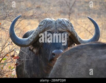 Männlicher Kap-Büffel mit einem herrlichen Satz gebogener scharfer Hörner, die die Kamera über dem anderen Tier im Kruger Nationalpark in Südafrika betrachten Stockfoto