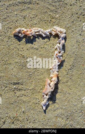 Nummer sieben (7), bestehend aus toten Korallenstücken, die am Strand ausgestellt sind Stockfoto