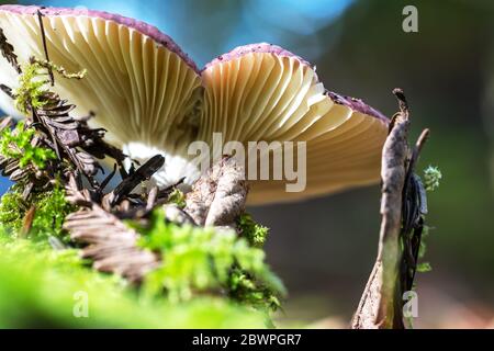 Pilze im Wald von unten gesehen Stockfoto