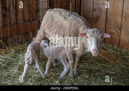 Ein neu geborenes Lamm füttert von seiner Mutter Stockfoto