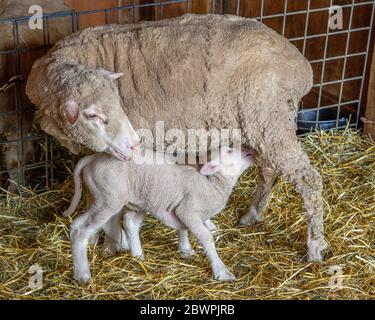 Ein neu geborenes Lamm füttert von seiner Mutter Stockfoto