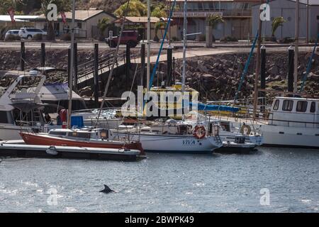 Whyalla South Australia 17. November 2019 : EIN wilder Delphin, der im Jachthafen von Whyalla in South Australia schwimmt Stockfoto