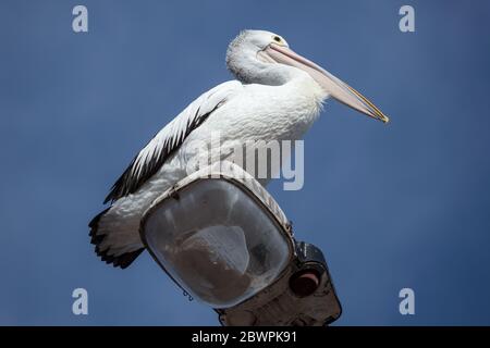 Ein freundlicher Pelikan, der auf einem Lampenposten in Whyalla South Australia gefangen wurde Stockfoto