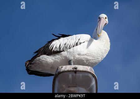 Ein freundlicher Pelikan, der auf einem Lampenposten in Whyalla South Australia gefangen wurde Stockfoto