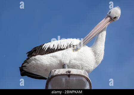 Ein freundlicher Pelikan, der auf einem Lampenposten in Whyalla South Australia gefangen wurde Stockfoto