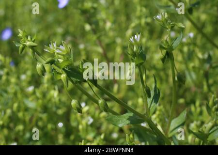 Stellaria media, Gemeine Schikkrautpflanze. Wilde Pflanze im Frühjahr erschossen. Stockfoto