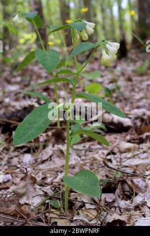 Symphytum tuberosum, Tuberous Comfrey. Wilde Pflanze im Frühjahr erschossen. Stockfoto