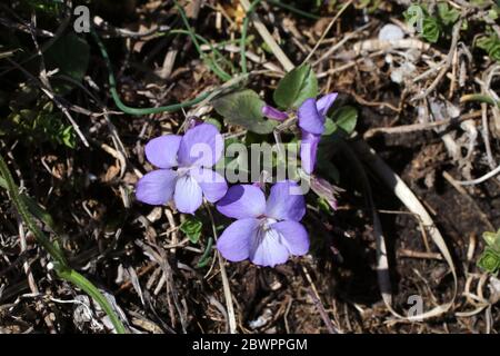 Viola rupestris, Teesdale Violet. Wilde Pflanze im Frühjahr erschossen. Stockfoto