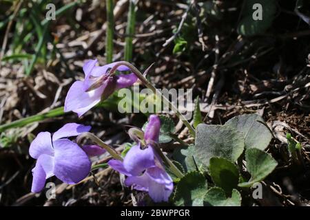 Viola rupestris, Teesdale Violet. Wilde Pflanze im Frühjahr erschossen. Stockfoto