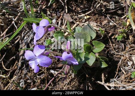 Viola rupestris, Teesdale Violet. Wilde Pflanze im Frühjahr erschossen. Stockfoto