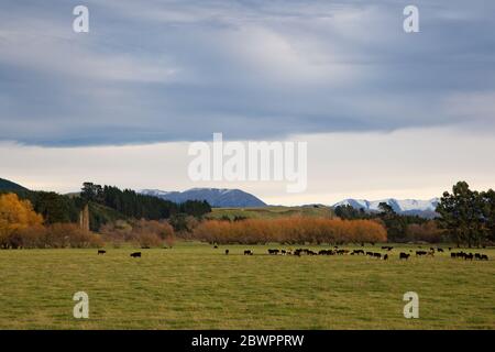 Eine ländliche Farmszene in Canterbury, Neuseeland, mit Kühen auf einem Grasfeld und norwest-Wolken am Himmel Stockfoto