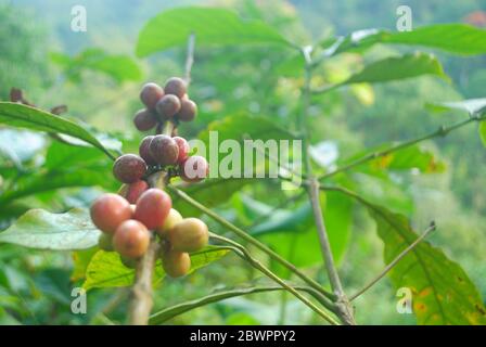 Bündel Kaffee Beerenobst auf den Pflanzenzweigen Stockfoto