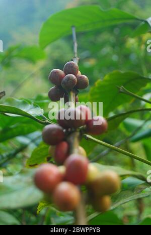 Bündel Kaffee Beerenobst auf den Pflanzenzweigen Stockfoto