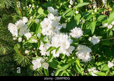 Strahlend weiß gefärbte Jasminblüten in einem Garten Stockfoto
