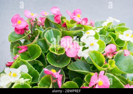 Wachs Begonia mit rosa und weißen Blüten. Begonia cucullata, auch bekannt als Begonia semperflorens. Unscharfer Hintergrund. Stockfoto