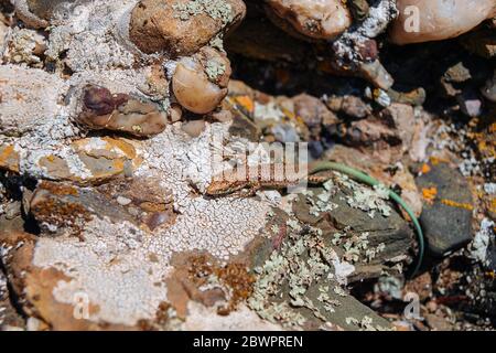 Eine braune Eidechse mit einem grünen Schwanz sitzt auf einem warmen Stein in der Sonne. Stockfoto