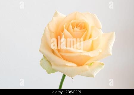 Zartorange gefärbte einzelne Rose. Isoliert auf hellem Hintergrund. Stockfoto