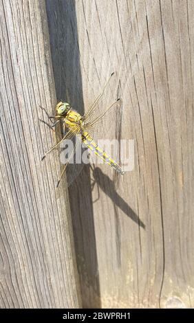 Detailbild einer Libelle auf Holzhintergrund Stockfoto