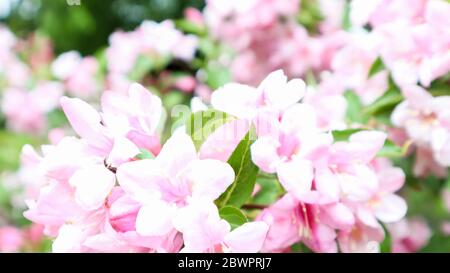 Rosa Azaleen im Garten. Nahaufnahme von rosa Rhododendron indicum Blüten in voller Blüte Stockfoto