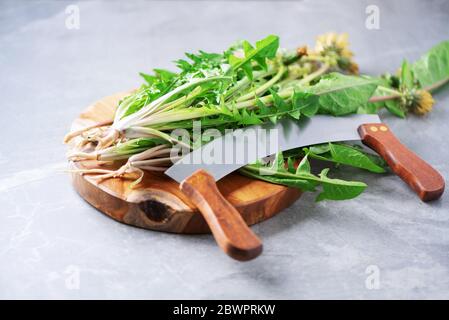 Löwenzahn frische Blätter für Leber Detox Salat auf grauem Hintergrund. Kopierbereich. Naturheilverfahren Konzept, pflanzliche ganzheitliche Medizin, alternative Ansatz. Niedrig Stockfoto