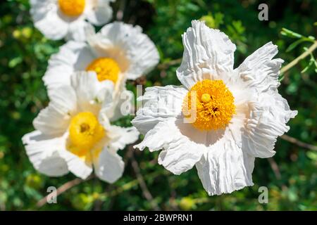 Matilija Poppies, romneya coulteri, Kalifornien riesiger weißer Baum Mohn Blumen. Stockfoto