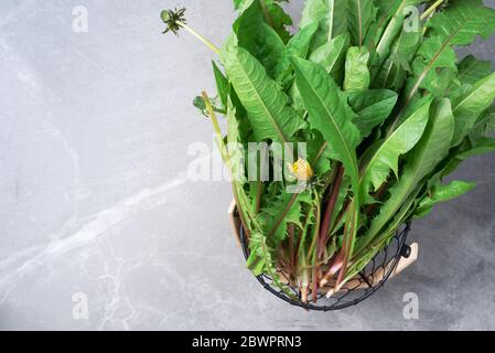 Gepflückte frische Löwenzahn Blätter in Basked. Naturheilverfahren Konzept, pflanzliche ganzheitliche Medizin, alternative Ansatz. Fettarme Ernährung. Stockfoto