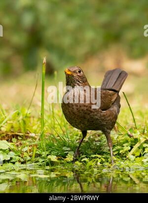 Ein weiblicher Schwarzvogel (Turdus merula), der aus einem Gartenteich in Warwickshire trinkt Stockfoto