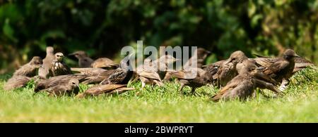Eine Gruppe von meist jungen Stare (Sturnus vulgaris), die sich auf einem Gartenrasen in Warwickshire ernähren Stockfoto