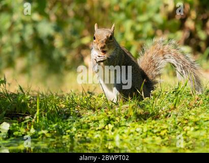 Ein graues Eichhörnchen (Sciurus carolinensis), Warwickshire Stockfoto