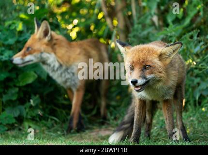 Ein Paar wilder Rotfuchs (Vulpes vulpes) machen eine Pause von der Suche nach den Jungen, Warwickshire Stockfoto