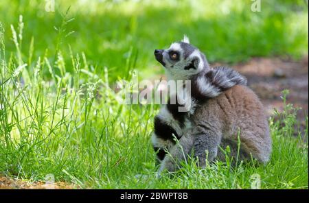 Ring-Schwanzlemur (Lemur catta) auf dem Boden sitzend Stockfoto