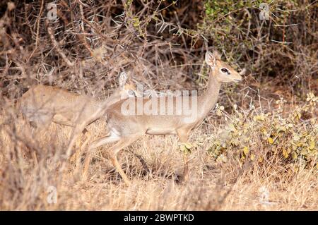 Kirks dik-dik, Madoqua kirkii, im Samburu National Reserve. Kenia. Afrika. Stockfoto