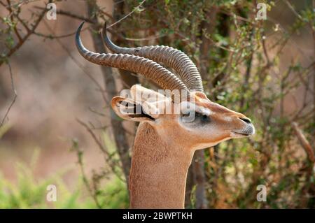 Gerenuk, Litocranius walleri. Männlich im Samburu National Reserve. Kenia. Afrika. Stockfoto