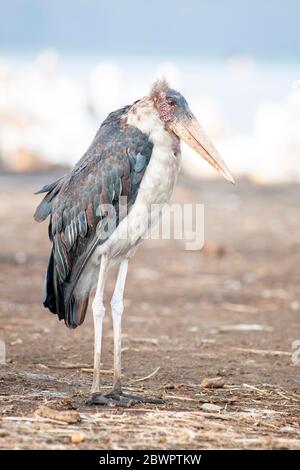 Marabou Storch, Leptoptilos crenifern, Ruhe im Lake Nakuru National Park. Kenia. Afrika. Stockfoto