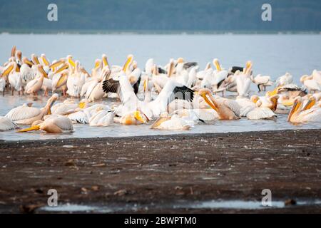 Große weiße Pelikane, Pelecanus onocrotalus, ein Wasserbad im Lake Nakuru National Park. Kenia. Afrika. Stockfoto