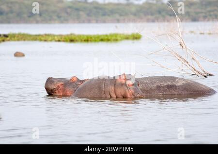 Weibliche Flusspferde und ihr Kalb, Hippopotamus amphibius, ruht im Wasser im Lake Naivasha National Park. Kenia. Afrika. Stockfoto