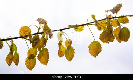 aspen Zweig mit Tau Tropfen auf weißem Hintergrund. Stockfoto