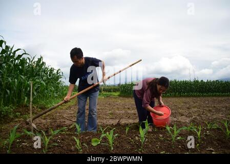 (200603) -- RUIAN, 3. Juni 2020 (Xinhua) -- Fan Deduo (L) und Peng Xiaoying hüten ein Maisfeld im Xia'AO Dorf der Gemeinde Mayu, Ruian, Ostchinesische Provinz Zhejiang, 1. Juni 2020. Wenn sie mit der Arbeit auf dem Bauernhof fertig sind, haben Fan Deduo und seine Frau Peng Xiaoying ein großes Hobby - Tänze choreographieren und ausprobieren. Vor achtzehn Jahren wurde Fan bei einem Verkehrsunfall verletzt und das Trauma führte ihn zu einer Depression. 2016 hatte er sich entschieden, mit Depressionen fertig zu werden, indem er das Tanzen mit Peng lernte. Das Paar läuft jetzt einen Abend Livestream-Kanal auf Video-Sharing-Plattform Tik Tok, Stockfoto